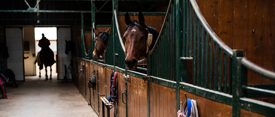 Fid'Equin photo d'une installation de boxe pour chevaux dans un centre équestre