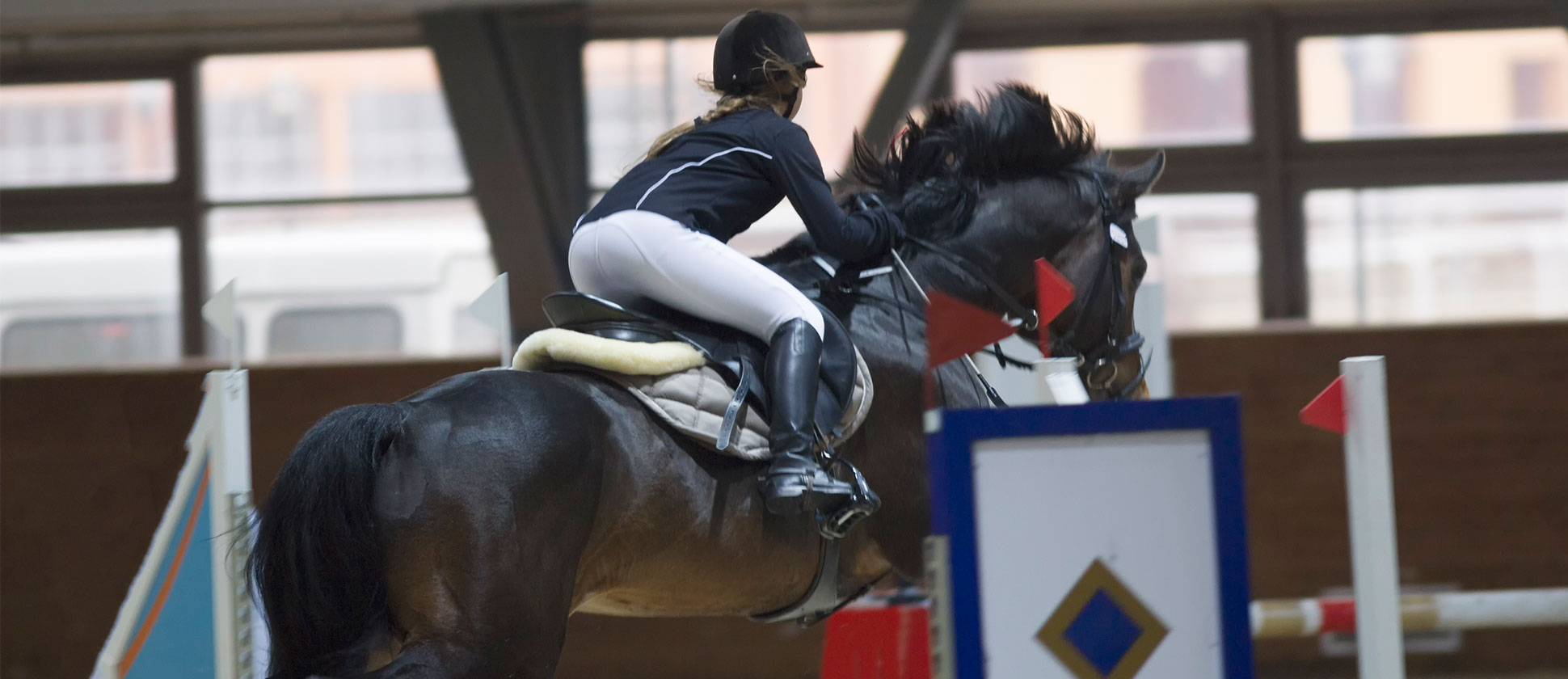 FID Equin cavalier en concours de saut d'obstacles dans une carrère fermée