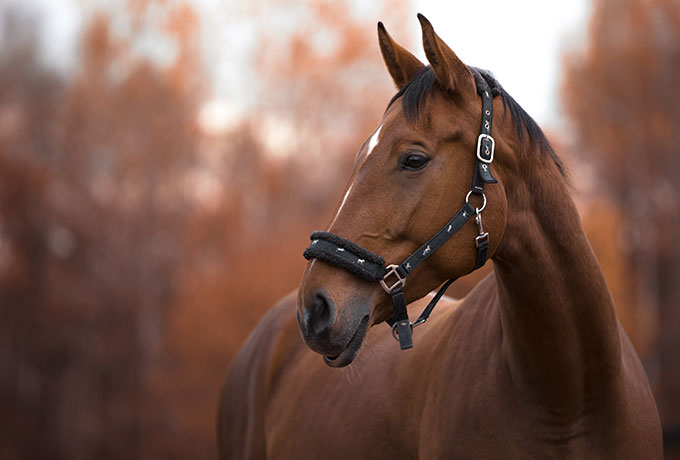 Fid'Equin : photo d'un cheval baie de biais avec un harnais pour le commerce et la vente de chevaux
