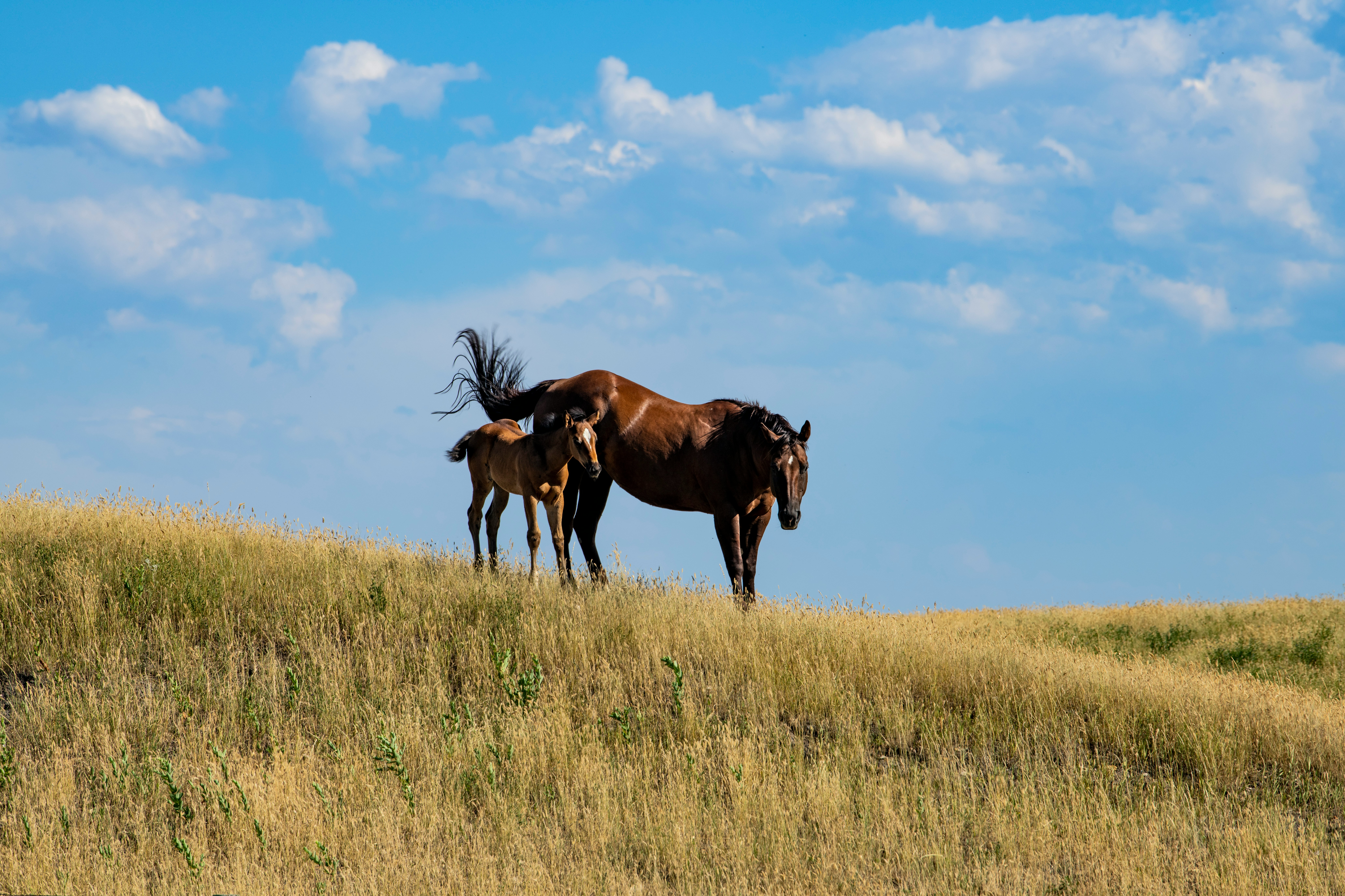 Fid'Equin : Photo d'un poulain et d'une jument dans un pré.