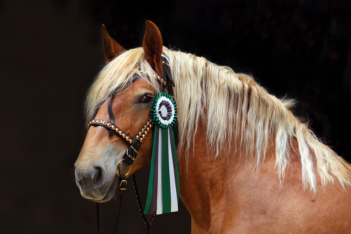 Fid'Equin : Photo d'un cheval avec un licol noir et des décorations dessus ainsi qu'un ruban vert blanc et noir près de son oeil à droite. Le cheval regarde en biais.