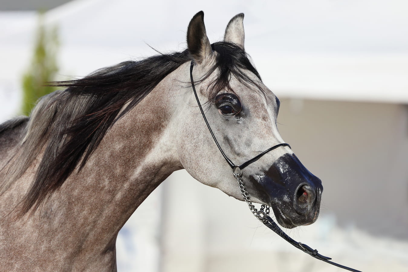 Fid'Equin : Photo d'un cheval blanc tacheté avec un licol dans une écurie de propriétaires. Le cheval a une crinière noire, le museau noir et le tour des yeux noir.